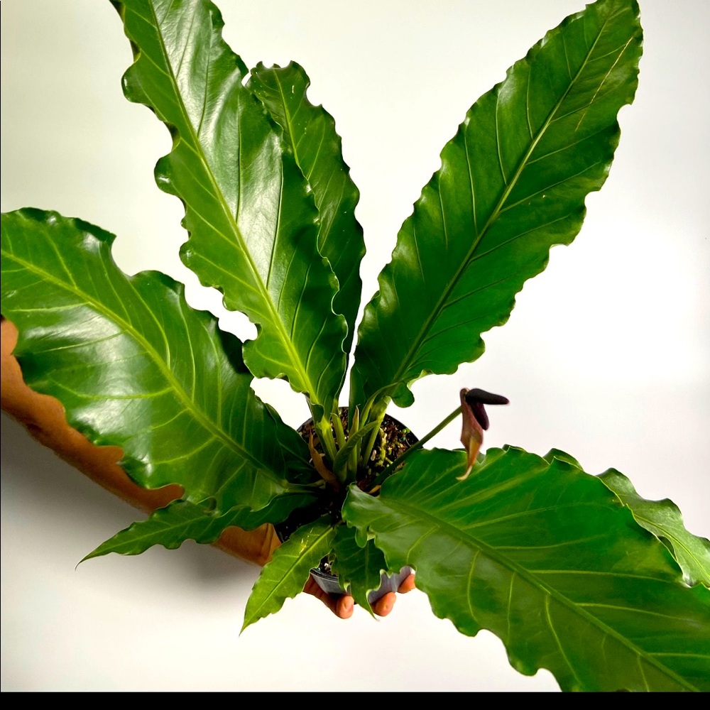 Baby anthurium plowmanii fruffles
